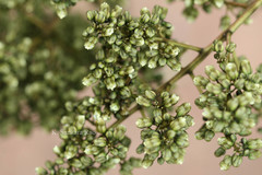 Lepisanthes rubiginosa